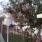 The judas trees