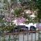 The judas trees