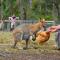 Ketchup's Bank Glamping - Boonah