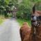 La Ferme des Andes - Quins