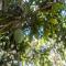 Mango Shade Weligama