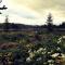 Domaine Summum
