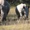 Bukela Game Lodge - Amakhala Game Reserve