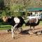 Old Mill Lodge, Seasonal Working Ostrich Farm & Restaurant, Oudtshoorn - Oudtshoorn