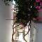 The large bougainvillea house