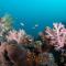Bali Dive Resort Amed - 艾湄湾