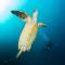 Bali Dive Resort Amed - 艾湄湾