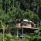 A Daintree Garden
