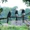 Baghmara Wildlife Resort - Sauraha