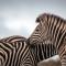 Bukela Game Lodge - Amakhala Game Reserve - 阿马卡拉保护区