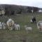 Merlin Cottages - Llandovery