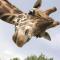 Premier Resort Mpongo Private Game Reserve