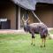 Premier Resort Mpongo Private Game Reserve - Macleantown