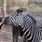 Marlothii Safari House - Marloth Park