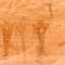 Cottonwoods 377
