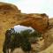 Coyote Run 9 - Moab
