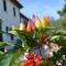 Country House Bucaneve Colli Euganei