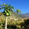 FINCA LA PLANTACIÓN _Agroturismo