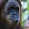 Sumatra Cheeky Monkeys - Bukit Lawang