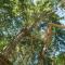 Insolite dans les arbres Les Ormes, Epiniac - 埃皮尼亚克