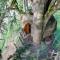 Insolite dans les arbres Les Ormes, Epiniac - 埃皮尼亚克
