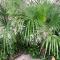 Palmera