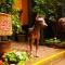 KACLLA, The Healing Dog Hostel