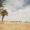 Bivouac Les Nomades & Foum zguid to chegaga tours - Foum Zguid