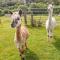 Shepherds Hut - The Hurdle - Milford Haven