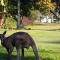 Lake Weyba Noosa Lodge & Kangaroos - 佩里吉安比奇