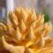 Finca Son Josep de Baix