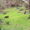 Treehouse - 3 acre elevated nature setting - Quindalup