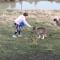 George River Park (House, 100 Acres, Animals, Views)