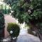 Olive Tree