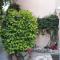 Olive Tree