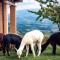 Agriturismo Il Beccafico Alpaca - Mengara