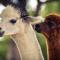 Agriturismo Il Beccafico Alpaca - Mengara