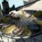 Le Spinaker photo 11