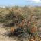 Seabreeze - Littlestone-on-Sea Seabreeze - Littlestone-on-Sea