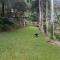 A Daintree Garden