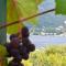 Foto: HappyHome with Grapes, Kamenari 5/14