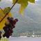 Foto: HappyHome with Grapes, Kamenari 13/14