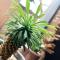 Cactus Inn / Vacation STAY 51549
