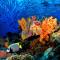 Borneo Divers Mabul Resort - Pulau Mabul 
