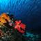 Borneo Divers Mabul Resort - Pulau Mabul 