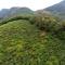 Camelot Resort - Munnar