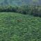 Camelot Resort - Munnar