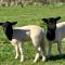 Manna Hill Farm