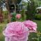 Baan JaoKorKluay บ้านเจ้ากอกล้วย - Chiang Rai