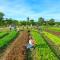 COOLLiving Farmhouse Organic